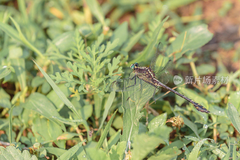 Black-shouldered Spinyleg蜻蜓